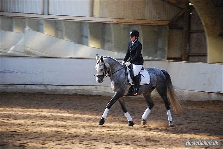 Dansk Varmblod Rosita billede 15