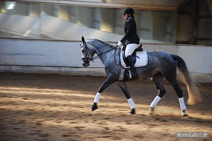 Dansk Varmblod Rosita billede 16