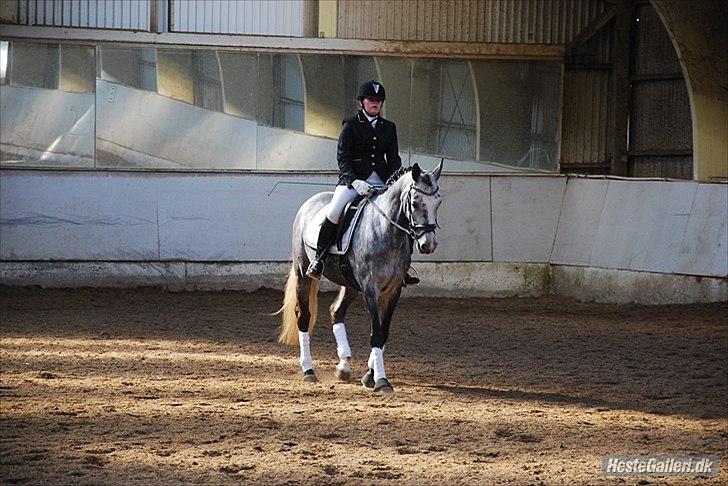 Dansk Varmblod Rosita billede 17