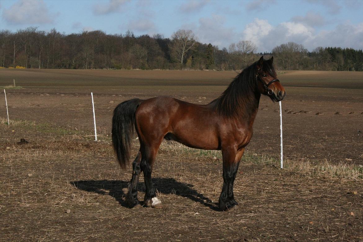 Welsh Cob (sec D) Hros Hector - Hros Hector i fuld figur billede 13
