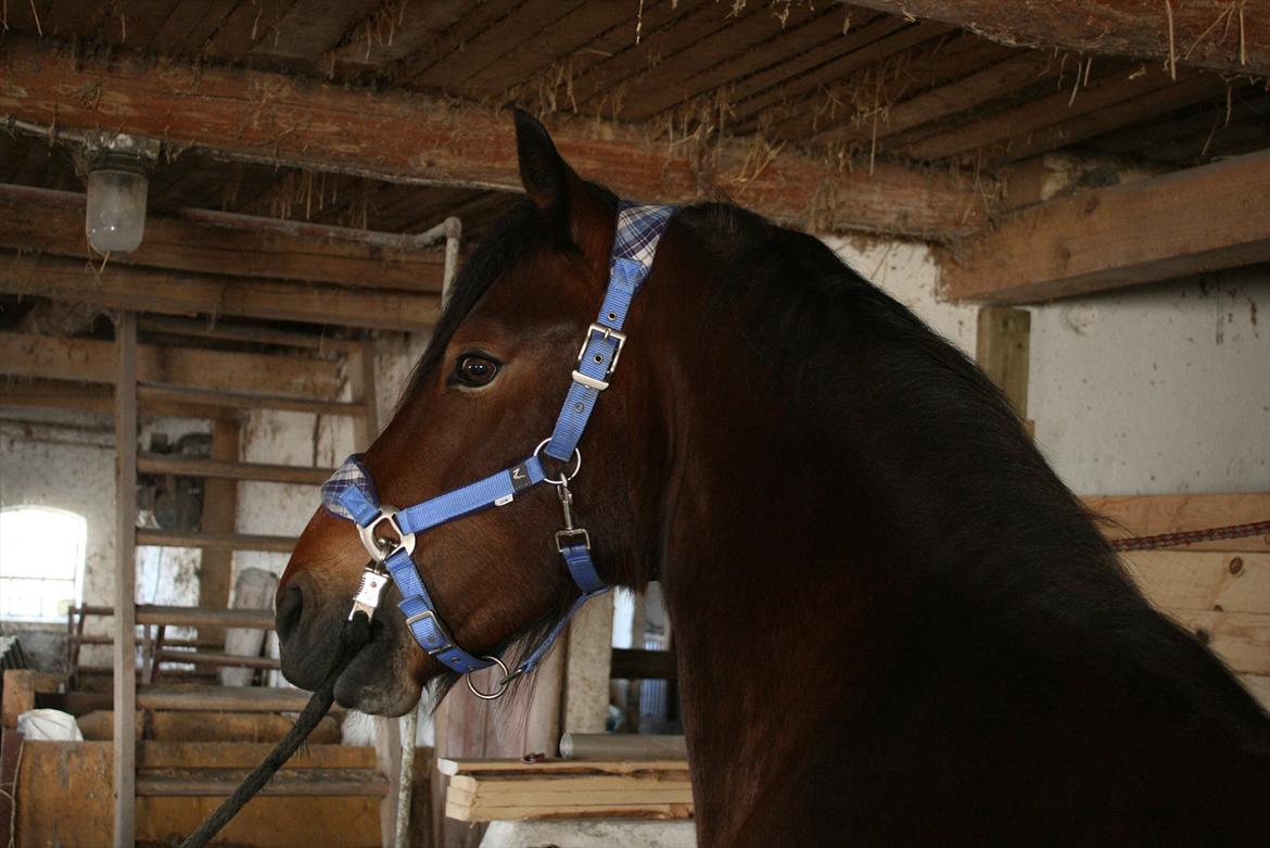 Welsh Cob (sec D) Hros Hector - Hros Hector på staldgangen med sine nye grime. billede 14