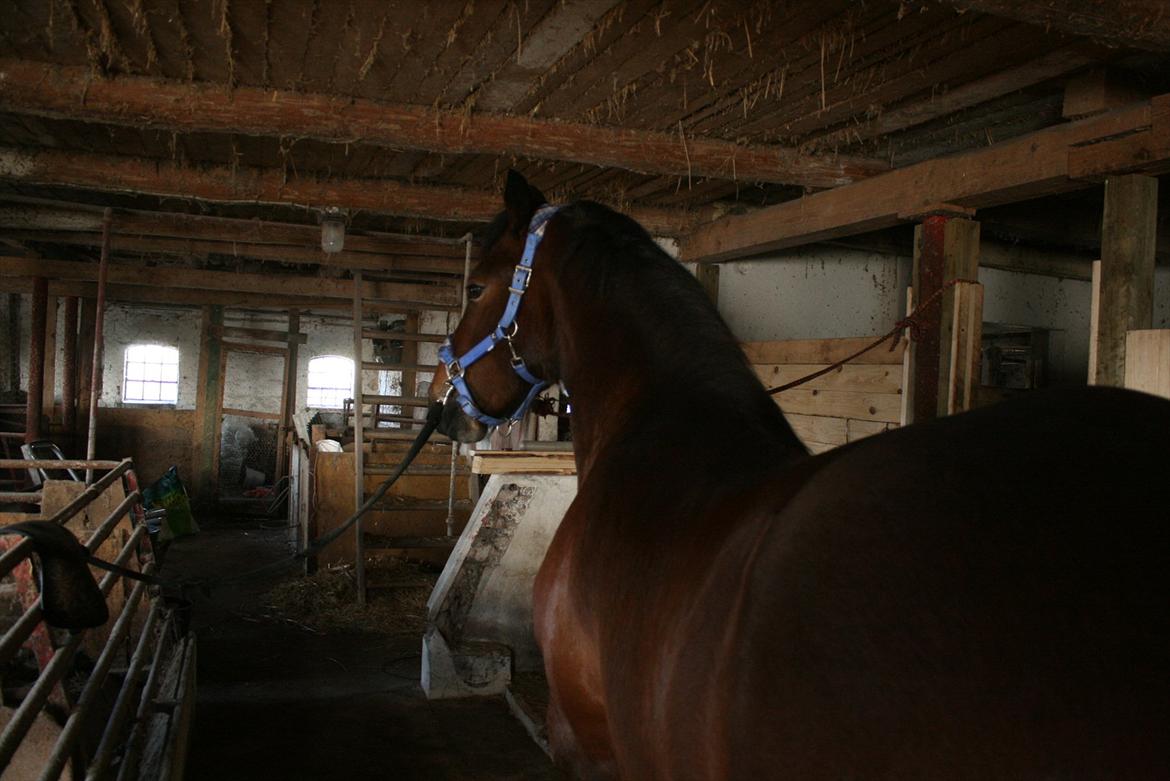 Welsh Cob (sec D) Hros Hector - Hros Hector på staldgangen (beklager det lidt usle udseende af stalden men hestene er lige flyttet ind). billede 15