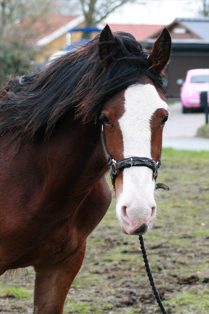 Shire Shirefarm Braveheart - solgt billede 12