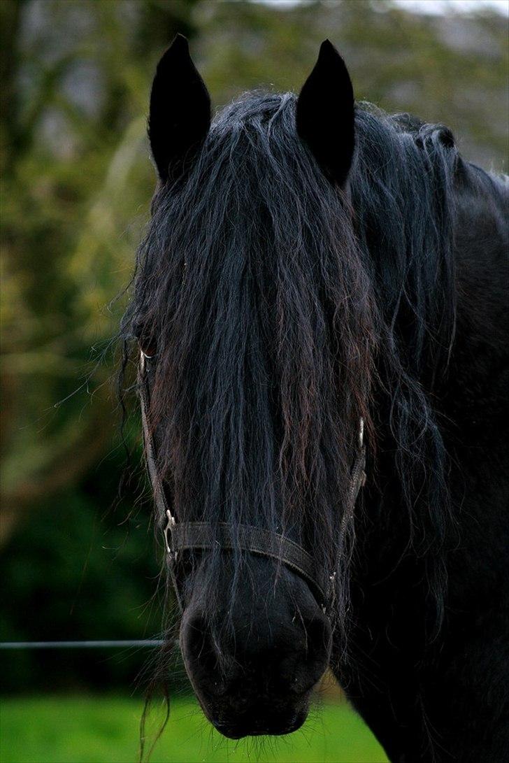 Frieser Jordy Van Zuidveld R.I.P. billede 7