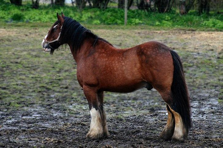 Shire Heavenly Merlin R.I.P. billede 8