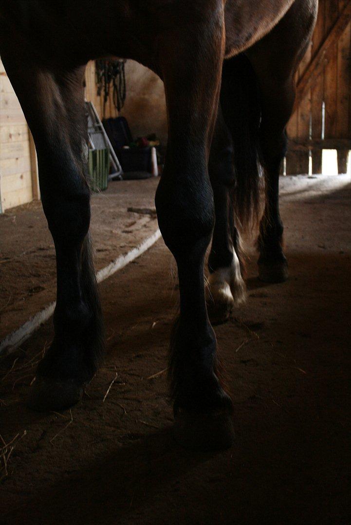 Welsh Cob (sec D) Hros Hector - Anderledes staldgangsbillede;-P (synes tit staldgangsbilleder er kedelige og selv den smukkeste hest kan se mega-bovlam ud) -Hectors fusselanker forfra. billede 16