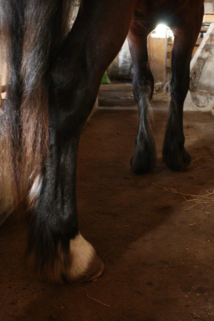 Welsh Cob (sec D) Hros Hector - Anderledes staldgangsbillede;-P Hectors fusselanker bagfra. billede 17