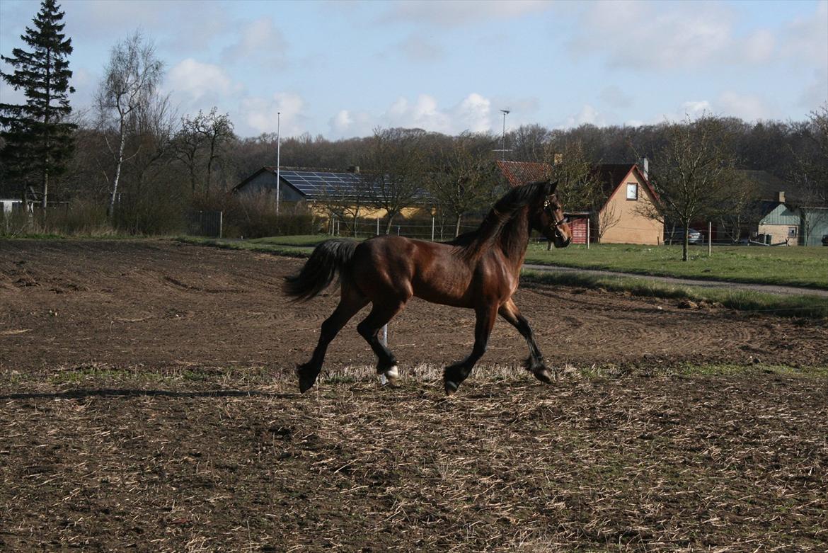 Welsh Cob (sec D) Hros Hector - Hector varmer lige op -puha løbe fra morgenstunden? tænker han;-P Han har fået sin nye møsntringstrense på i dagens anledning (fotoshoot) som han også skal vænnes til at gå med inden sommerens begivenheder som plageskuer m.m. billede 18