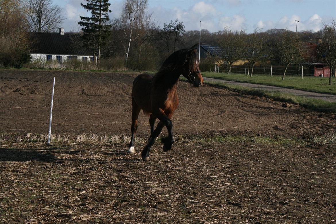 Welsh Cob (sec D) Hros Hector - Hector kan virkelig vende på en 25 øre -blir´nok sjov at springe når han engang blir´gammel nok:-D billede 19