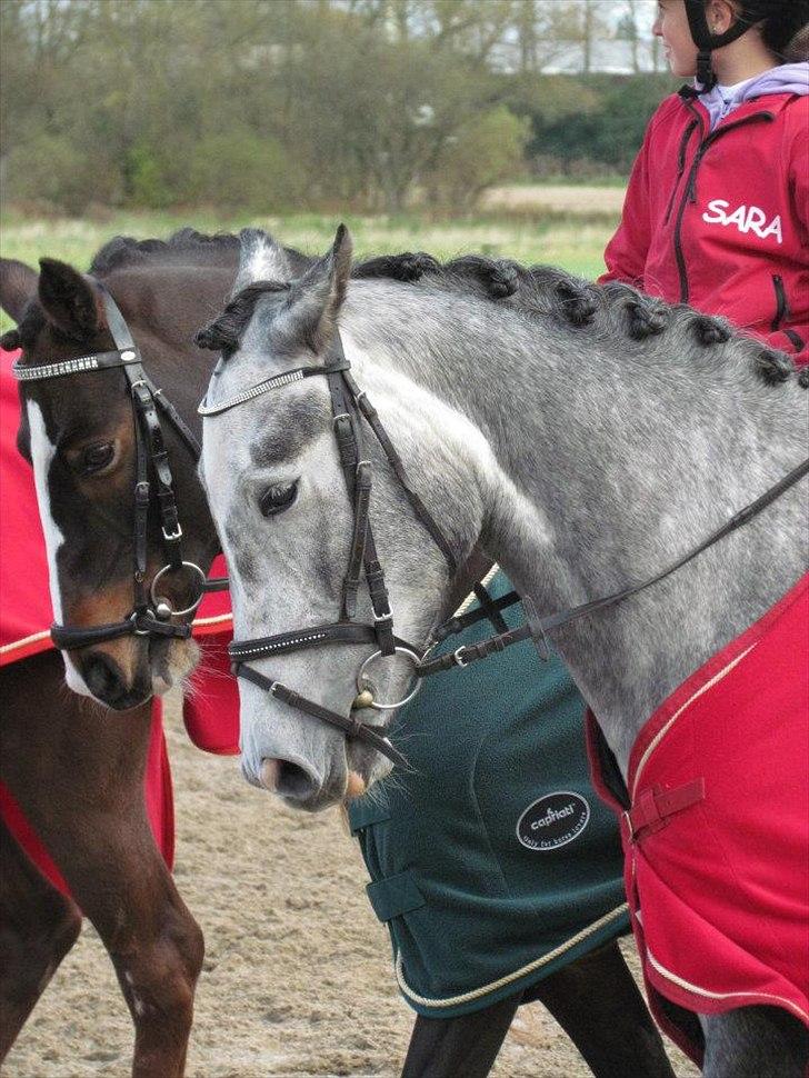 Anden særlig race [ Maybeline ] :-* - du er smuk både udvendtig og indventig!<3
Fotograf: Mie Busk Vedel billede 9