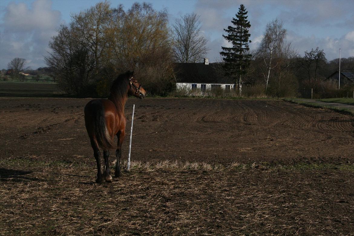 Welsh Cob (sec D) Hros Hector - Glor li´på naboens hypper. billede 20