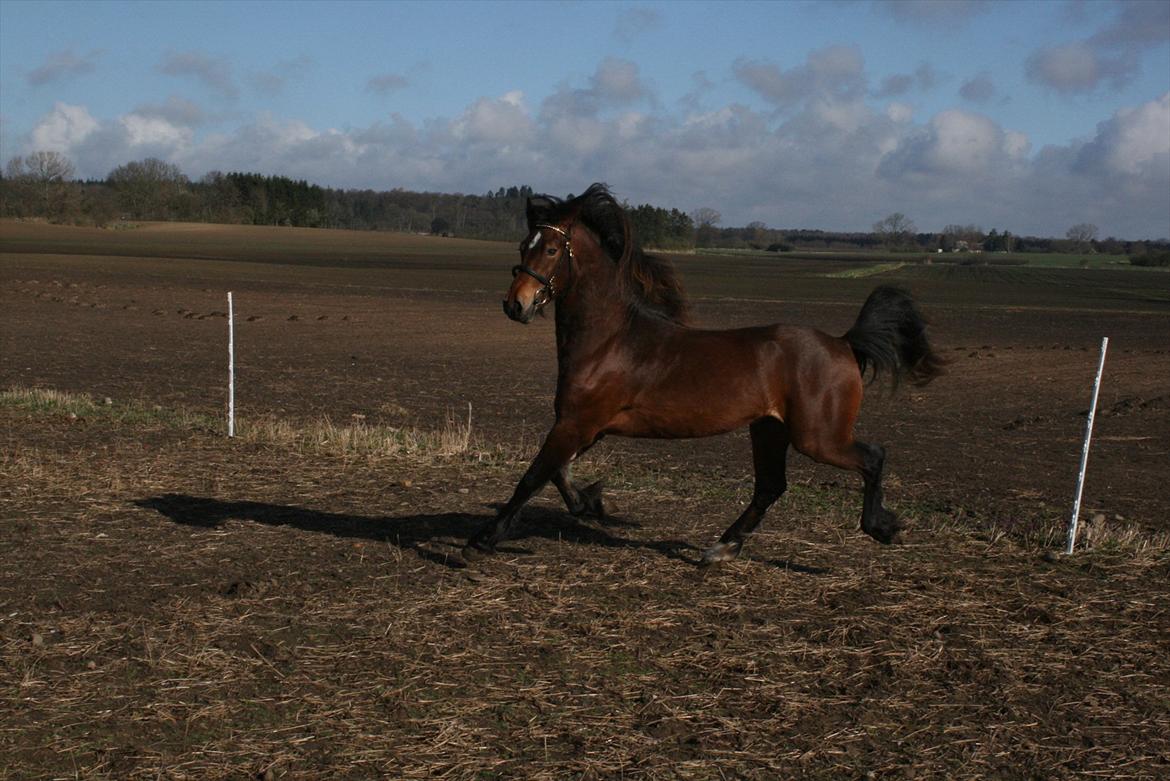 Welsh Cob (sec D) Hros Hector - Så er han endelig ved at vågne lidt op;-P billede 21