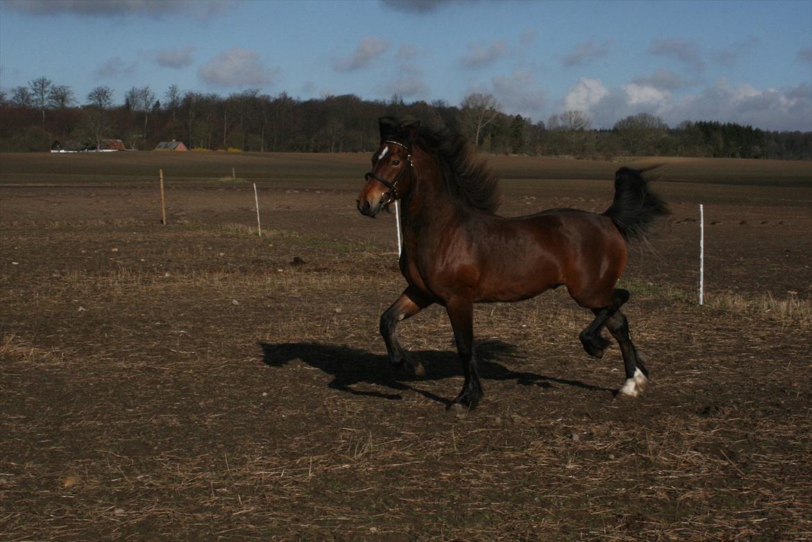 Welsh Cob (sec D) Hros Hector - Selvtilliden fejler vist ikke noget! billede 22