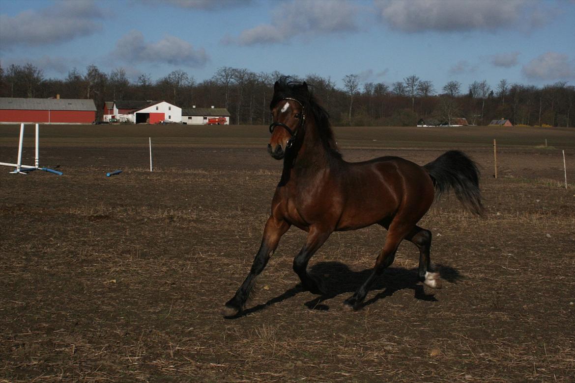 Welsh Cob (sec D) Hros Hector - Av jeg synes bar´han er toplækker! Hva´synes du? billede 23