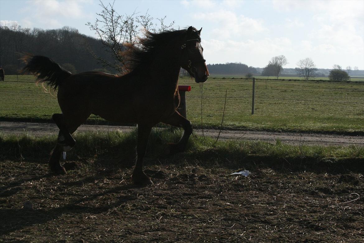 Welsh Cob (sec D) Hros Hector - Weslh Cob (hvis man skulle være i tvivl;-P) billede 25
