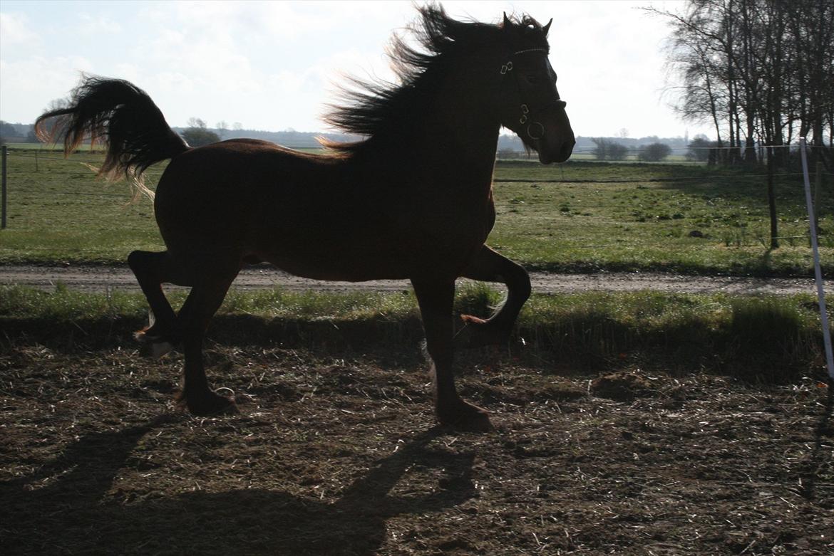Welsh Cob (sec D) Hros Hector - Vinden i håret! billede 26