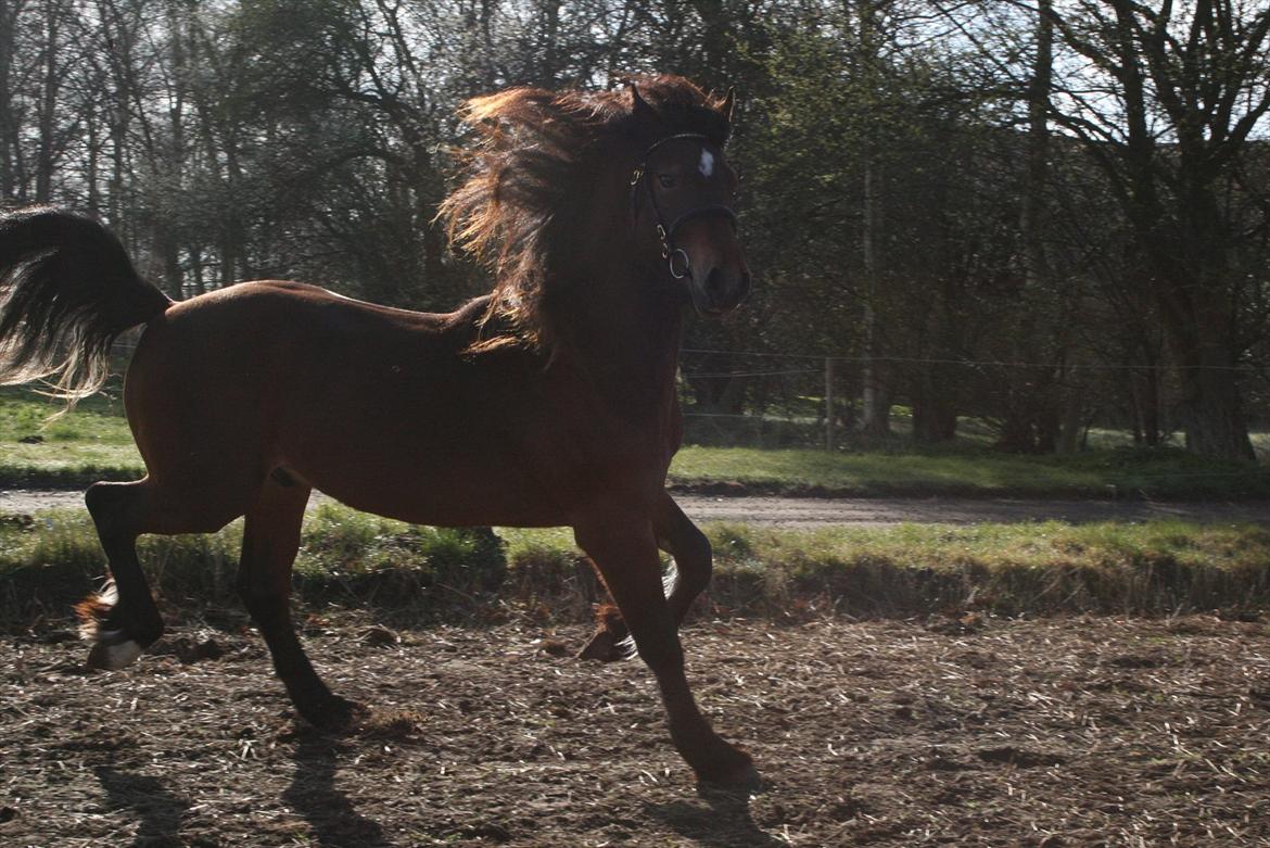 Welsh Cob (sec D) Hros Hector - "Hey, mor! Er det godt nok dét her?" billede 27