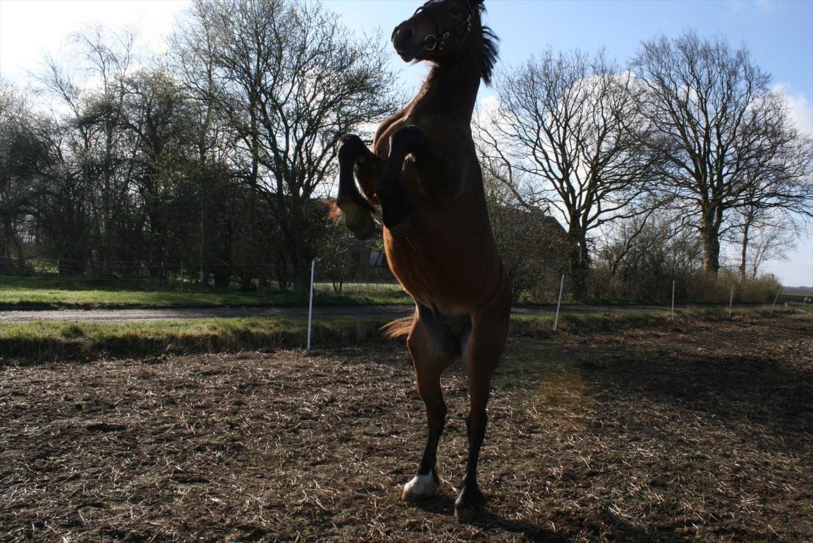 Welsh Cob (sec D) Hros Hector - Stur stur faaaarlig hingst ;-P billede 28