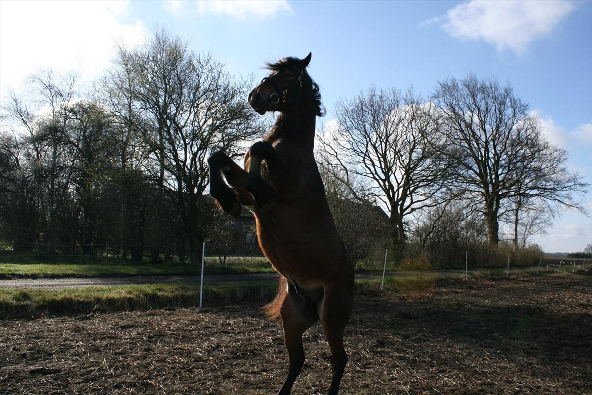 Welsh Cob (sec D) Hros Hector - Hector kan da få job i circus? billede 29