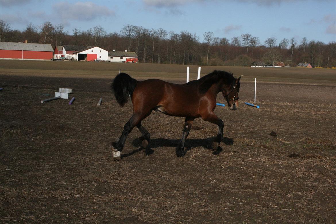 Welsh Cob (sec D) Hros Hector - Hector kan da også nok bli´fornuftig til dressur hvis jobbet som circushest ikke dukker op;-P billede 30