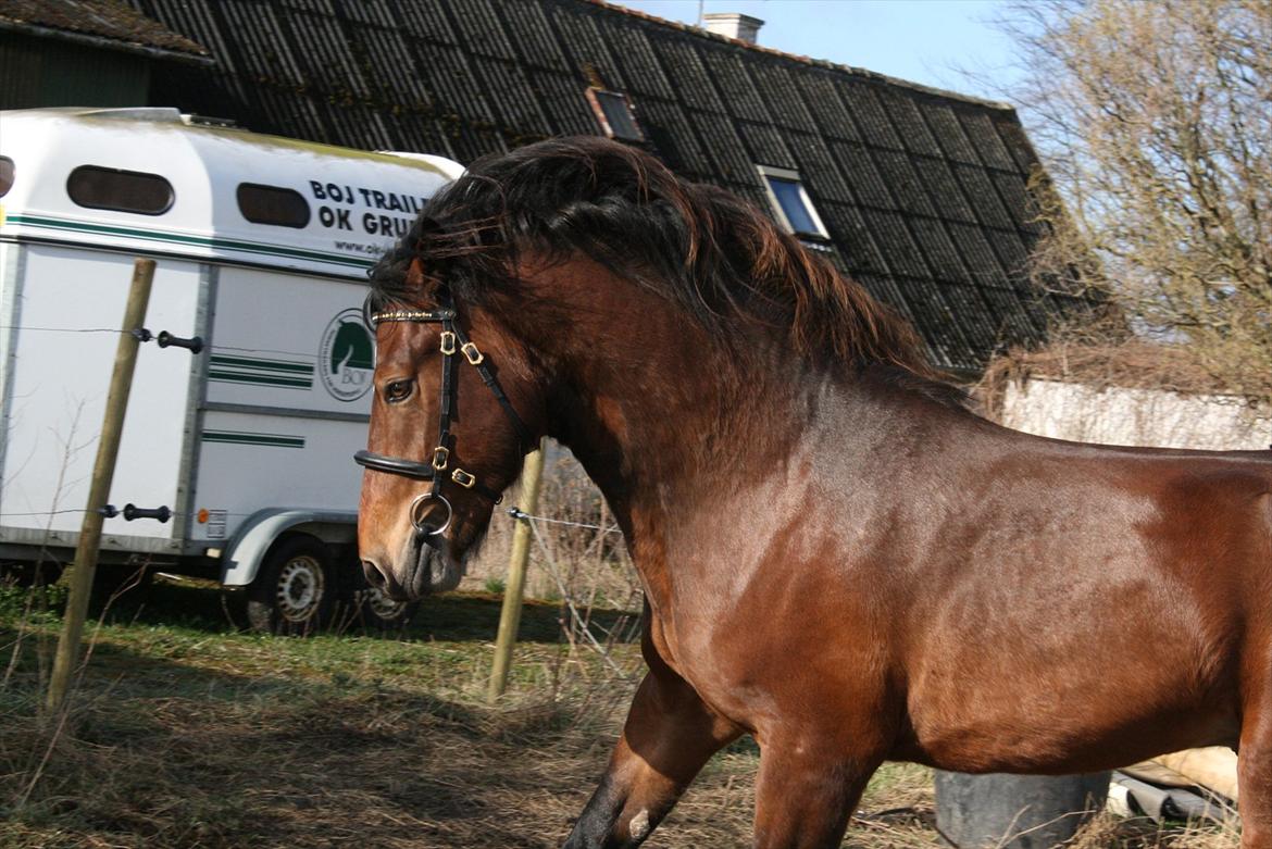 Welsh Cob (sec D) Hros Hector - Hros Hector...så smuk... billede 31