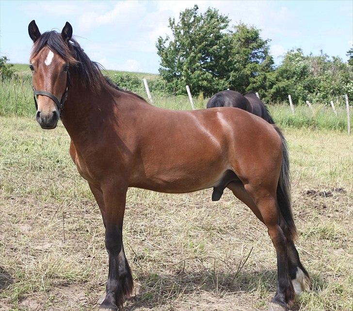 Welsh Cob (sec D) Hros Hector - Hros Hector som 1 års billede 32