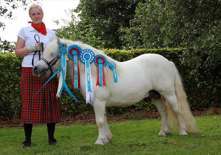 Shetlænder Bento Bomlund SH 416 billede 1