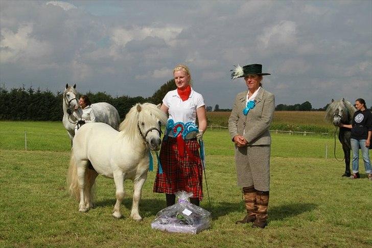 Shetlænder Bento Bomlund SH 416 billede 2