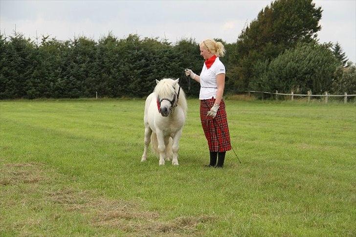 Shetlænder Bento Bomlund SH 416 billede 3