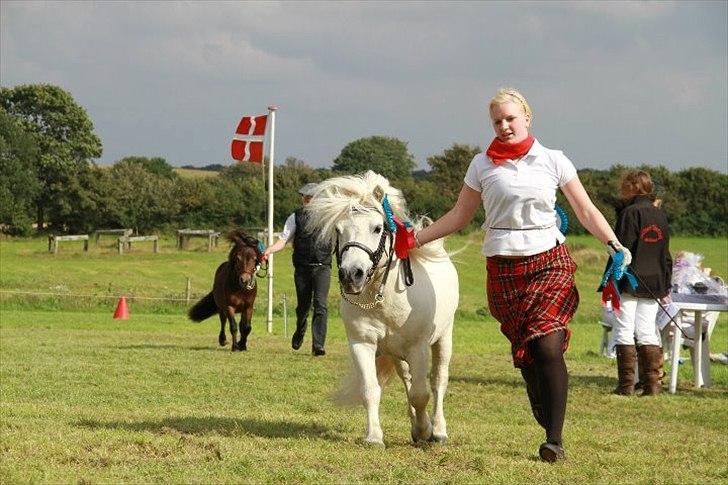 Shetlænder Bento Bomlund SH 416 billede 4