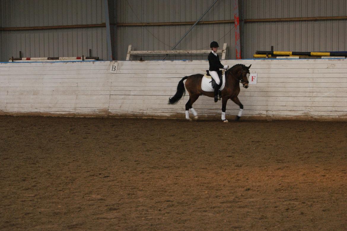 Welsh Pony (sec B) Bjerregårds Mekado - Børkop billede 10