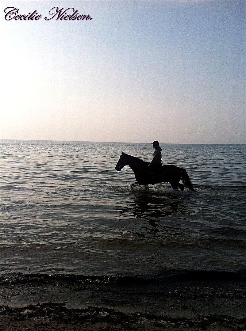 Anden særlig race Epoke  billede 20