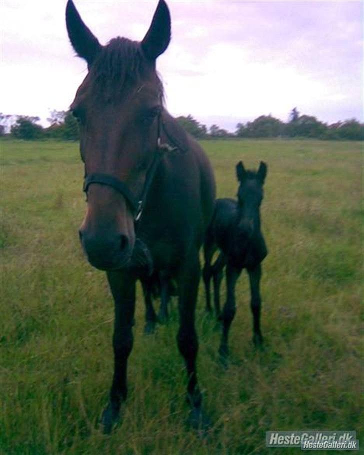 Anden særlig race Cindy billede 13