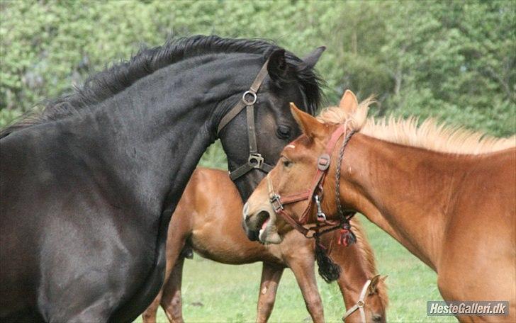 Anden særlig race Cindy billede 14