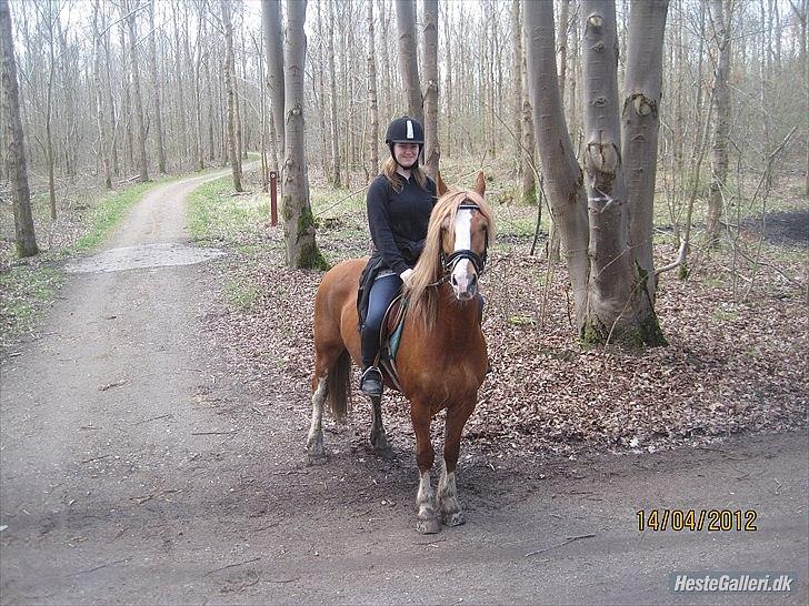 Welsh Cob (sec D) Whitesocks(Sokke) - i skoven<3
Foto: katja billede 3