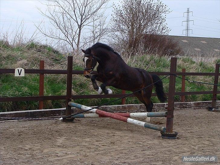 Anden særlig race jamie billede 9