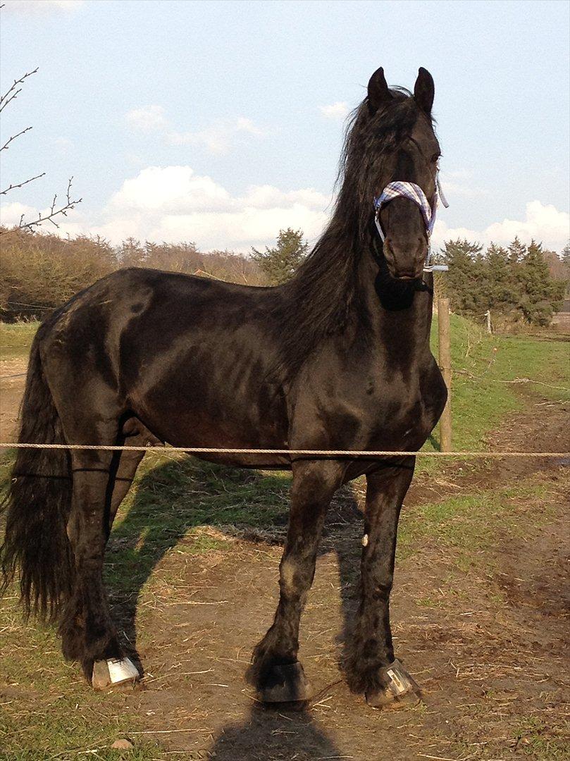Frieser Liekele - Min smukke Hingst..!! <3 Du er den ener! <3 billede 15