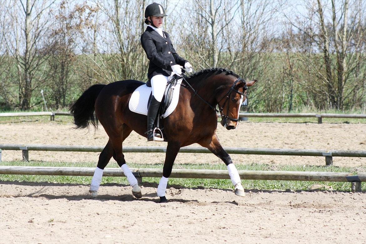 Welsh Partbred (Sec F) stjerneponyen MissDaisy:* - SOR stævne 14.04.12
 billede 17