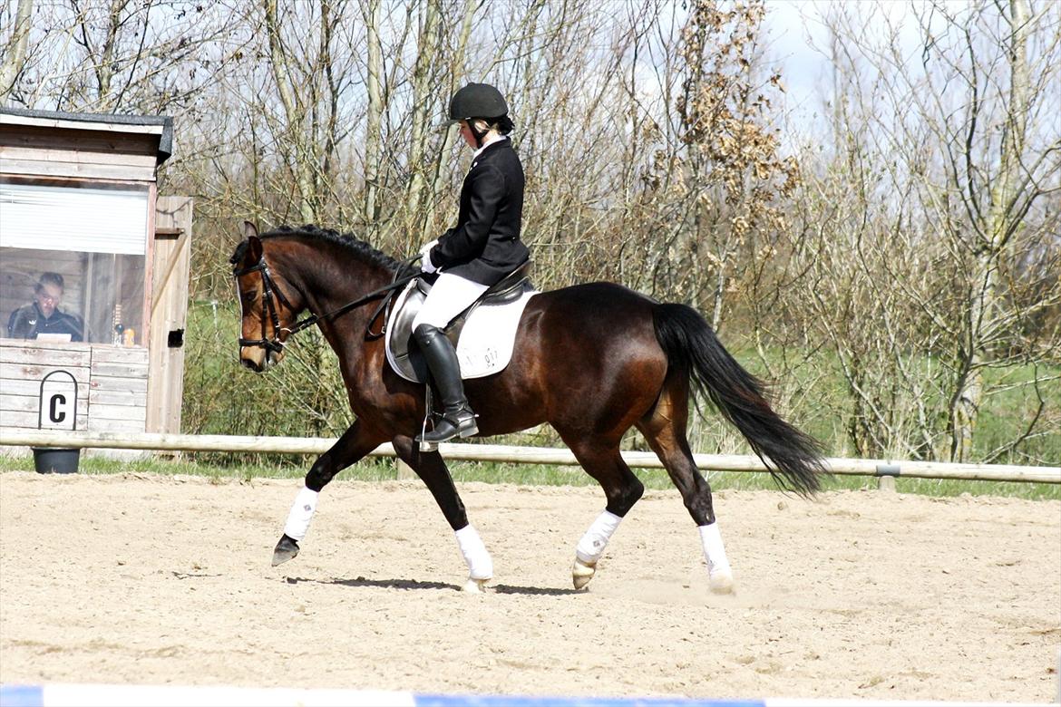 Welsh Partbred (Sec F) stjerneponyen MissDaisy:* - SOR stævne 14.04.12
 billede 19