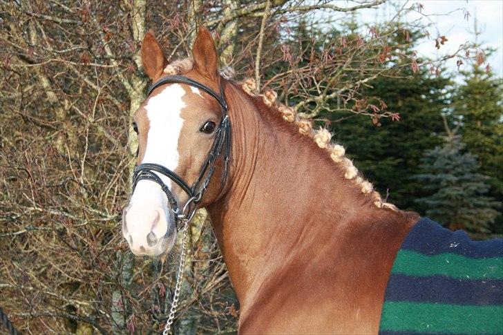 Anden særlig race Engbæks Dessert Dawn *Solgt* - SMUKKE!!! billede 1