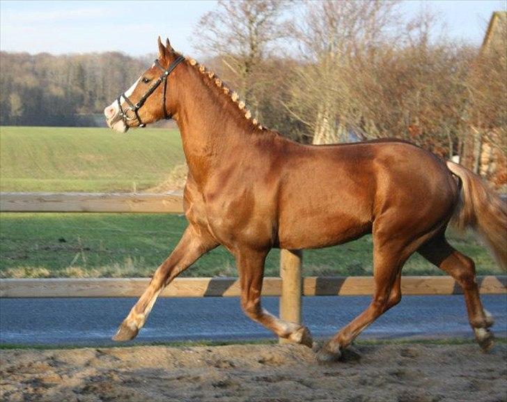 Anden særlig race Engbæks Dessert Dawn *Solgt* - På ridebanen og lege fotomodel :-D billede 19