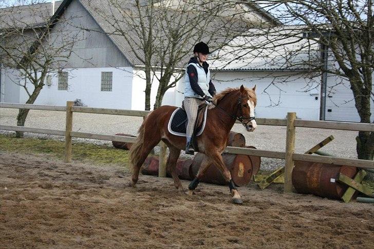 Anden særlig race Engbæks Dessert Dawn *Solgt* - Kan nu rides i skridt og trav :-) billede 20