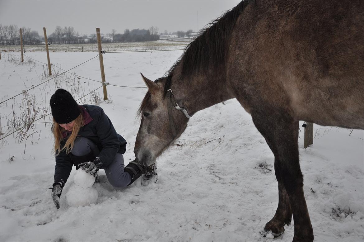 Anden særlig race Hidalgo billede 15