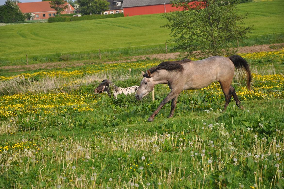 Anden særlig race Hidalgo billede 9