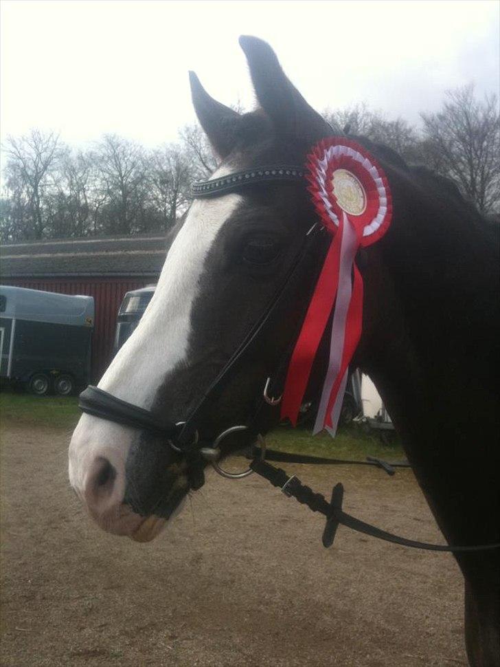 Welsh Pony (sec B) Sylvan's Rivaldo SOLGT:'( - Billede  7.
Fotograf: Helena Skare Viller billede 6