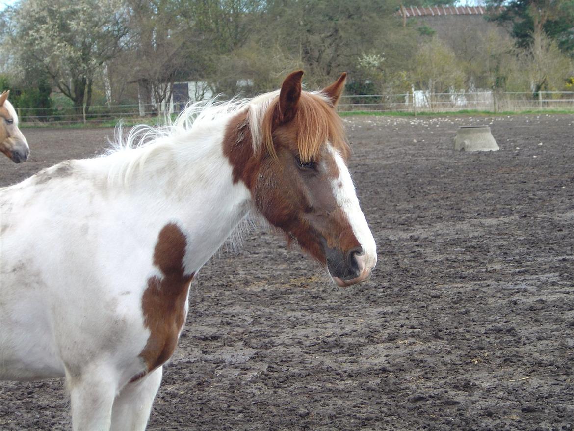 Anden særlig race India billede 6