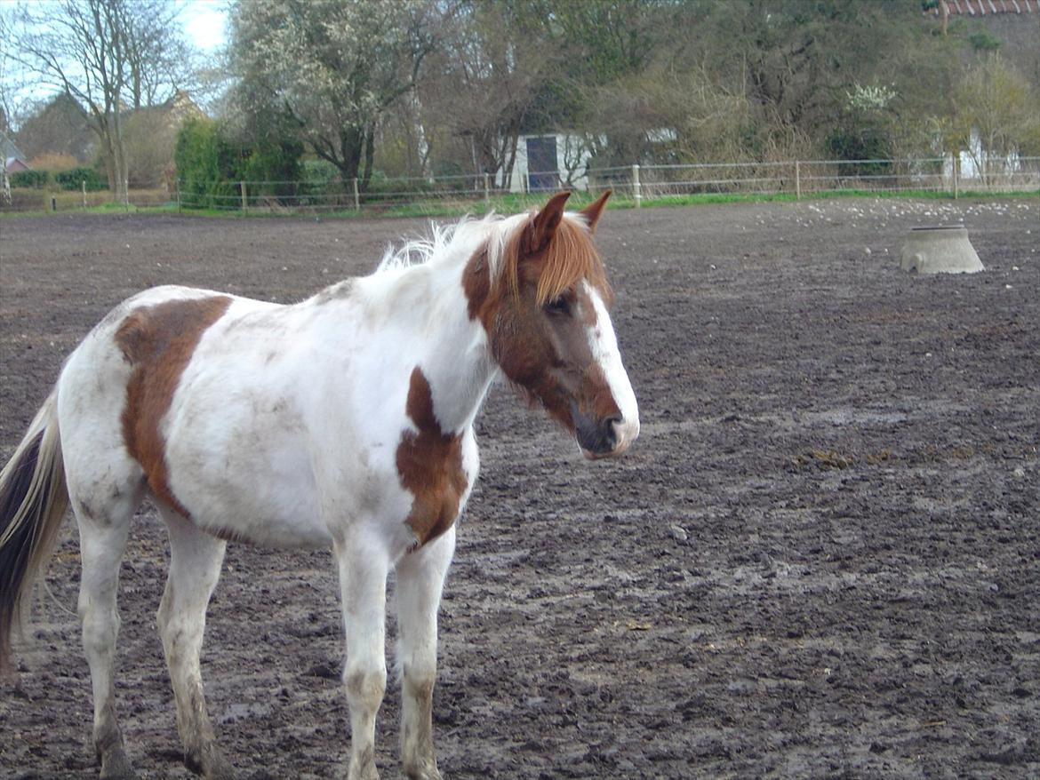 Anden særlig race India - India har lige rullet sig<3. billede 7