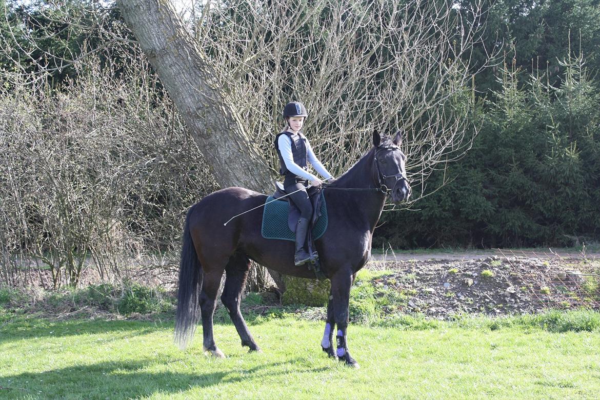 Oldenborg Cille af Casmaslund billede 6