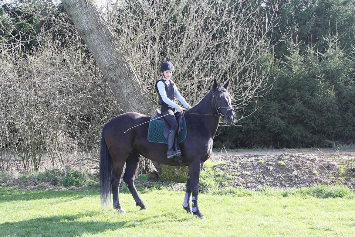 Oldenborg Cille af Casmaslund - MODEL <33 billede 7