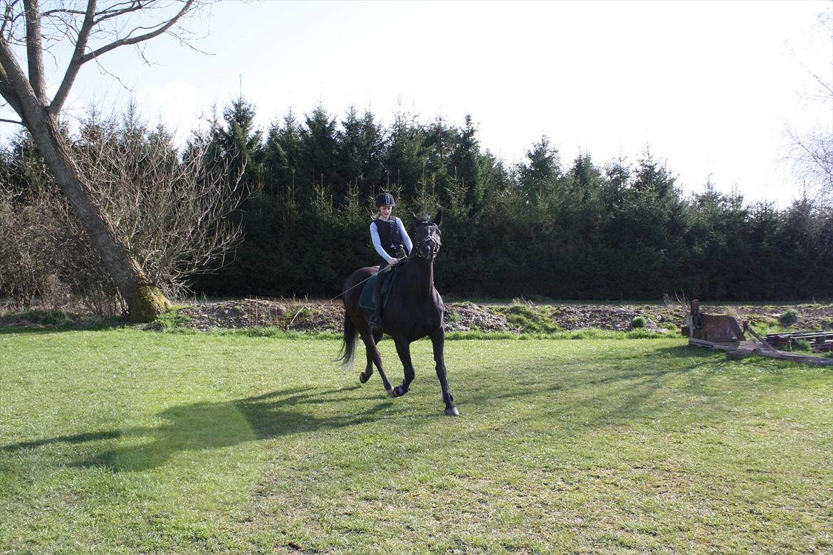 Oldenborg Cille af Casmaslund - Trav<33 billede 8